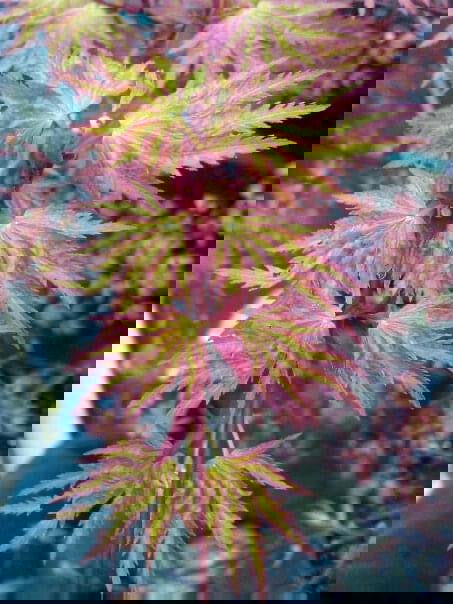 - FOR PICK UP ONLY | Acer palmatum 'Higasayama' Japanese Maple | DOES NOT SHIP - Mr Maple │ Buy Japanese Maple Trees