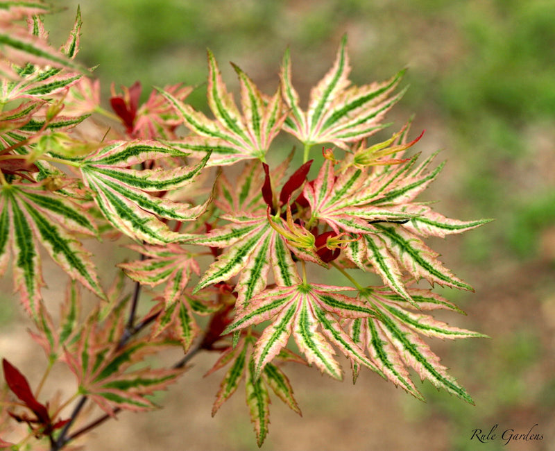 - FOR PICK UP ONLY | Acer palmatum 'Higasayama' Japanese Maple | DOES NOT SHIP - Mr Maple │ Buy Japanese Maple Trees