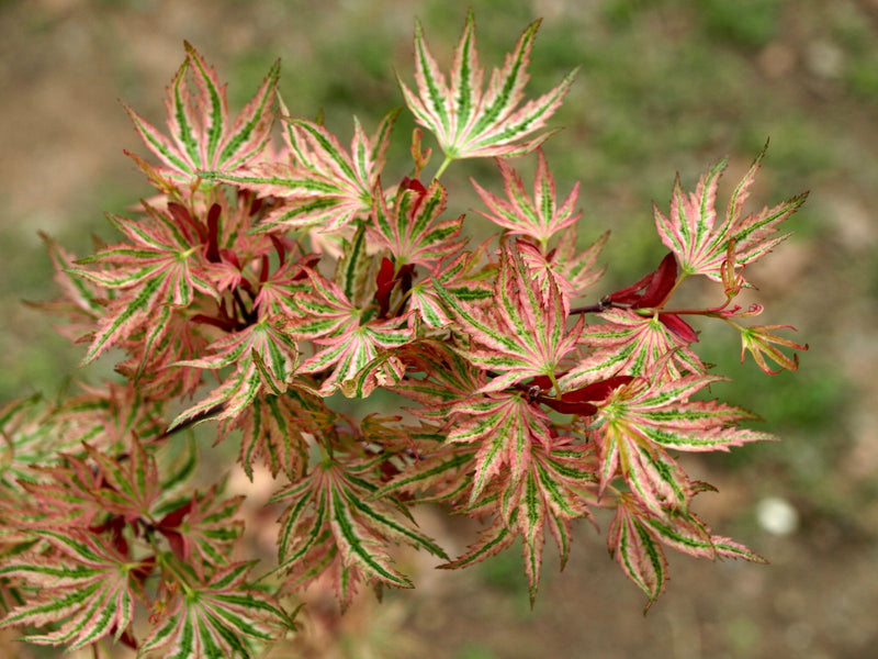 - FOR PICK UP ONLY | Acer palmatum 'Higasayama' Japanese Maple | DOES NOT SHIP - Mr Maple │ Buy Japanese Maple Trees