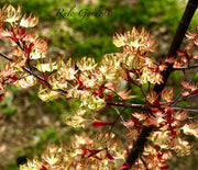 - FOR PICK UP ONLY | Acer palmatum 'Higasayama' Japanese Maple | DOES NOT SHIP - Mr Maple │ Buy Japanese Maple Trees