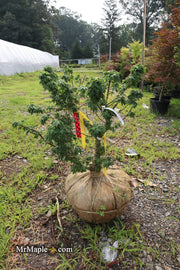 - FOR PICK UP ONLY | Acer palmatum 'Hupp's Dwarf' Japanese Maple | DOES NOT SHIP - Mr Maple │ Buy Japanese Maple Trees