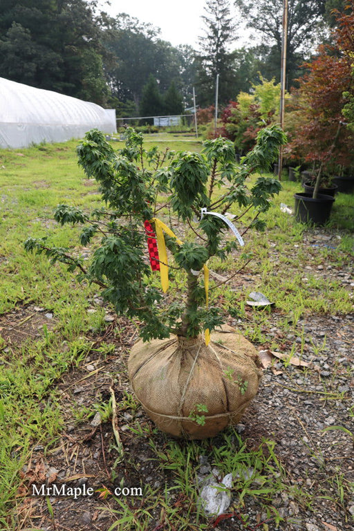 - FOR PICK UP ONLY | Acer palmatum 'Hupp's Dwarf' Japanese Maple | DOES NOT SHIP - Mr Maple │ Buy Japanese Maple Trees