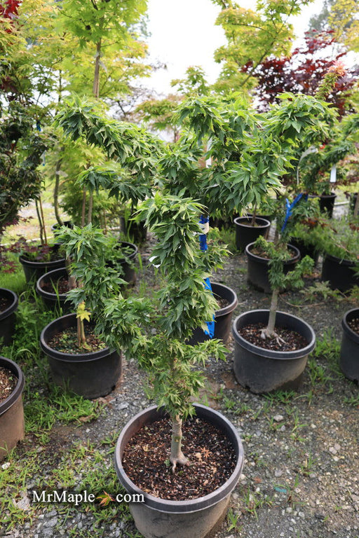 - FOR PICK UP ONLY | Acer palmatum 'Hupp's Dwarf' Japanese Maple | DOES NOT SHIP - Mr Maple │ Buy Japanese Maple Trees