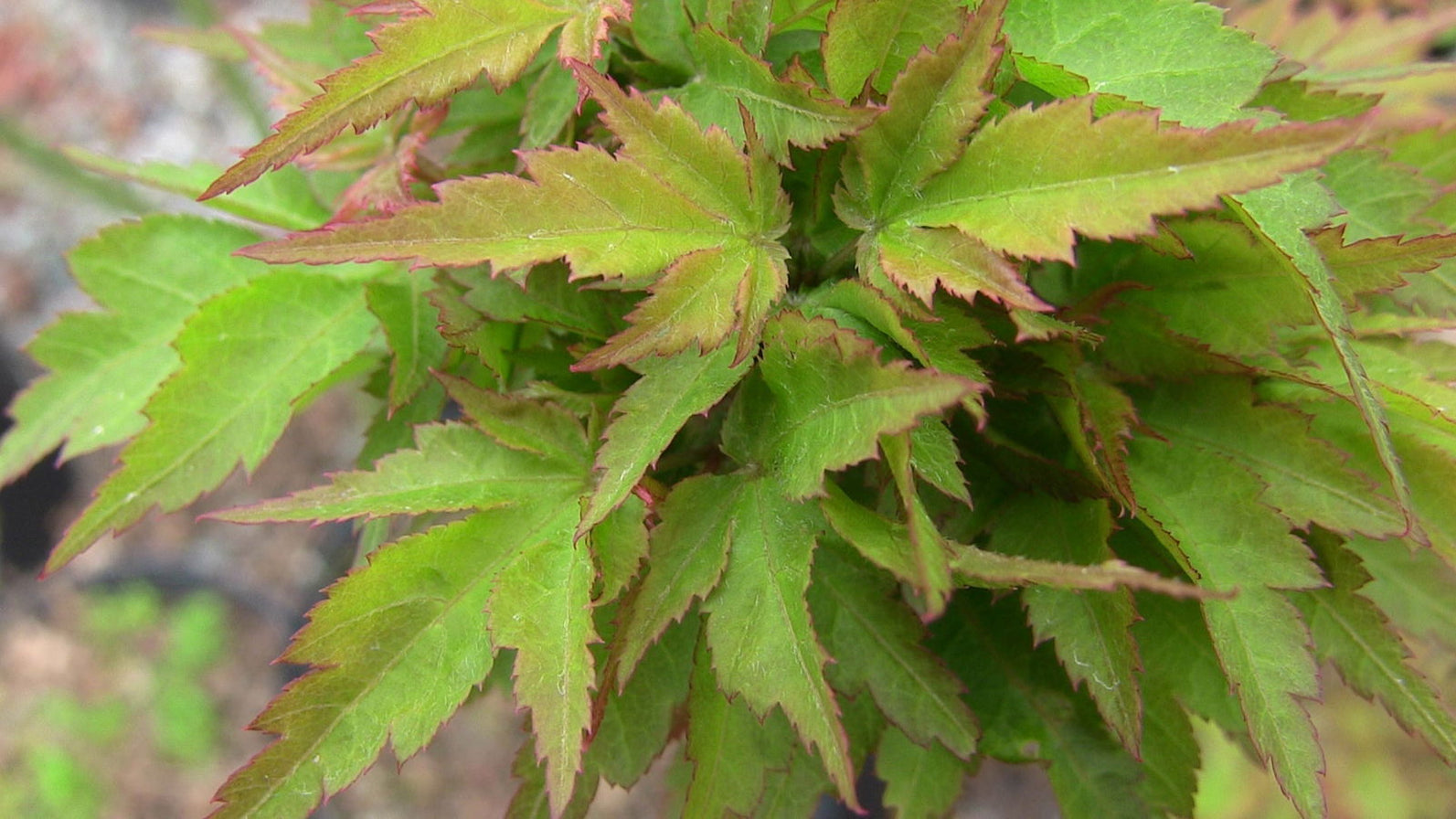 Buy Acer palmatum 'Hupp's Dwarf' Japanese Maple — Mr Maple │ Buy ...