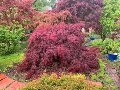 - FOR PICK UP ONLY | Acer palmatum 'Inaba shidare' Japanese Maple | 15 Gallon | DOES NOT SHIP - Mr Maple │ Buy Japanese Maple Trees
