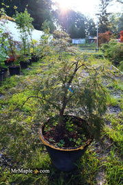 - FOR PICK UP ONLY | Acer palmatum 'Inaba shidare' Japanese Maple | 15 Gallon | DOES NOT SHIP - Mr Maple │ Buy Japanese Maple Trees