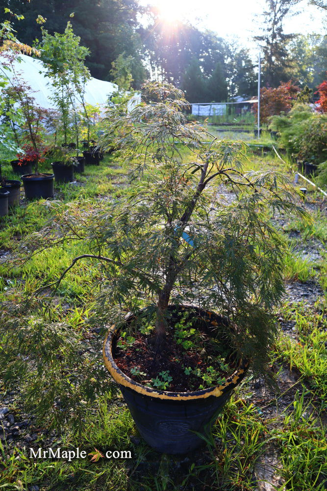 - FOR PICK UP ONLY | Acer palmatum 'Inaba shidare' Japanese Maple | 15 Gallon | DOES NOT SHIP - Mr Maple │ Buy Japanese Maple Trees
