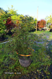 - FOR PICK UP ONLY | Acer palmatum 'Inaba shidare' Japanese Maple | 15 Gallon | DOES NOT SHIP - Mr Maple │ Buy Japanese Maple Trees