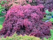 - FOR PICK UP ONLY | Acer palmatum 'Inaba shidare' Japanese Maple | 15 Gallon | DOES NOT SHIP - Mr Maple │ Buy Japanese Maple Trees