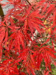 - FOR PICK UP ONLY | Acer palmatum 'Inaba shidare' Japanese Maple | 15 Gallon | DOES NOT SHIP - Mr Maple │ Buy Japanese Maple Trees