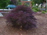 - FOR PICK UP ONLY | Acer palmatum 'Inaba shidare' Japanese Maple | 15 Gallon | DOES NOT SHIP - Mr Maple │ Buy Japanese Maple Trees