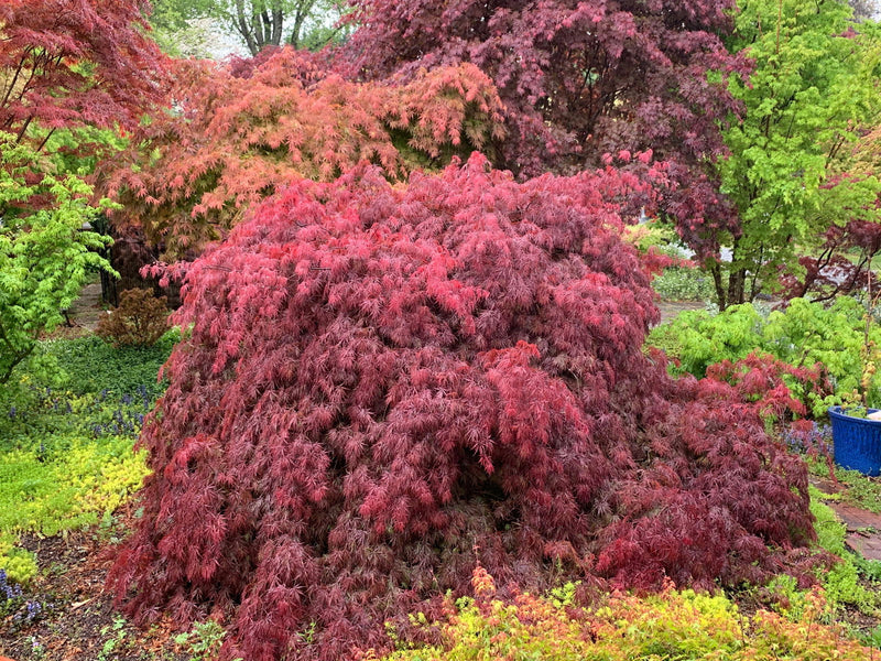- FOR PICK UP ONLY | Acer palmatum 'Inaba shidare' Japanese Maple | 15 Gallon | DOES NOT SHIP - Mr Maple │ Buy Japanese Maple Trees