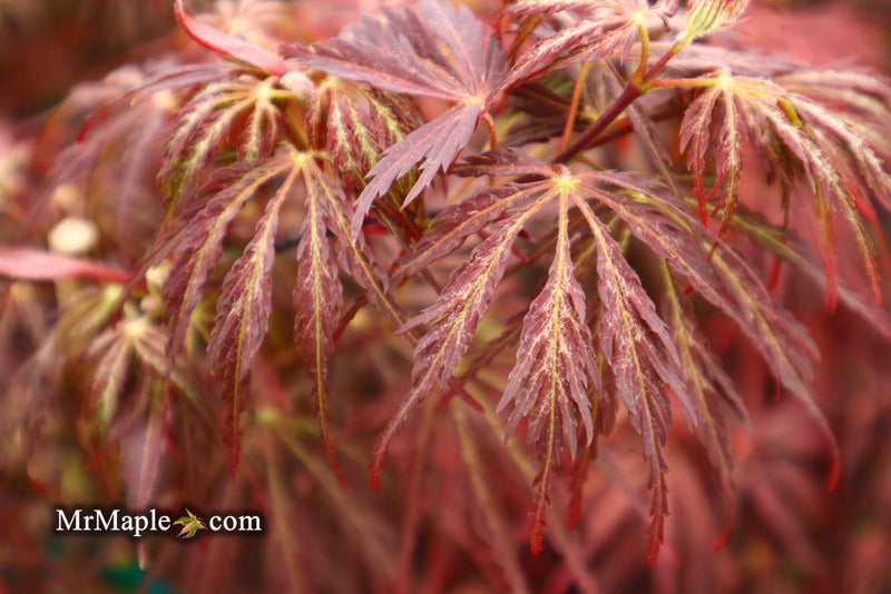 - FOR PICK UP ONLY | Acer palmatum 'Inaba shidare' Japanese Maple | 15 Gallon | DOES NOT SHIP - Mr Maple │ Buy Japanese Maple Trees