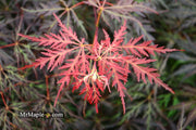 - FOR PICK UP ONLY | Acer palmatum 'Inaba shidare' Japanese Maple | 15 Gallon | DOES NOT SHIP - Mr Maple │ Buy Japanese Maple Trees