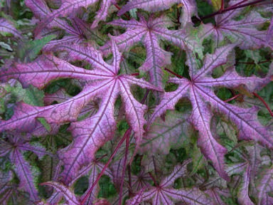 - FOR PICK UP ONLY | Acer palmatum 'Jubilee' Japanese Maple | DOES NOT SHIP - Mr Maple │ Buy Japanese Maple Trees