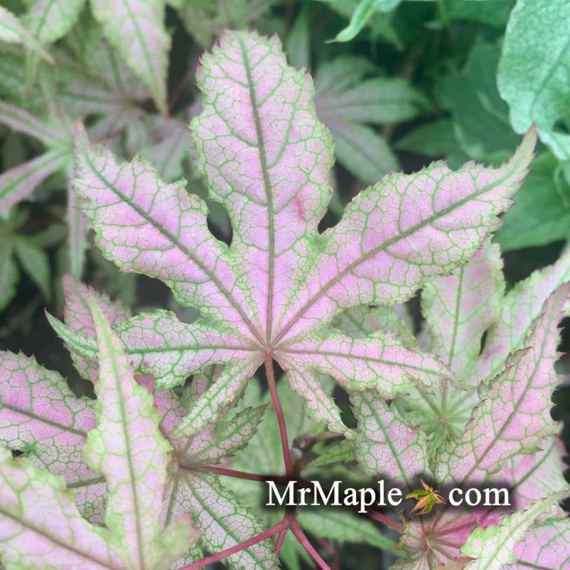 - FOR PICK UP ONLY | Acer palmatum 'Jubilee' Japanese Maple | DOES NOT SHIP - Mr Maple │ Buy Japanese Maple Trees