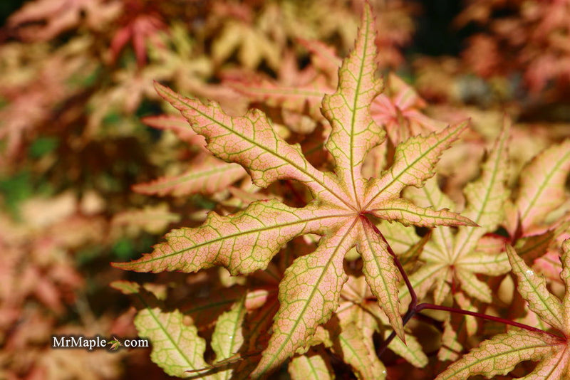 - FOR PICK UP ONLY | Acer palmatum 'Jubilee' Japanese Maple | DOES NOT SHIP - Mr Maple │ Buy Japanese Maple Trees