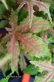 - FOR PICK UP ONLY | Acer palmatum 'Jubilee' Japanese Maple | DOES NOT SHIP - Mr Maple │ Buy Japanese Maple Trees