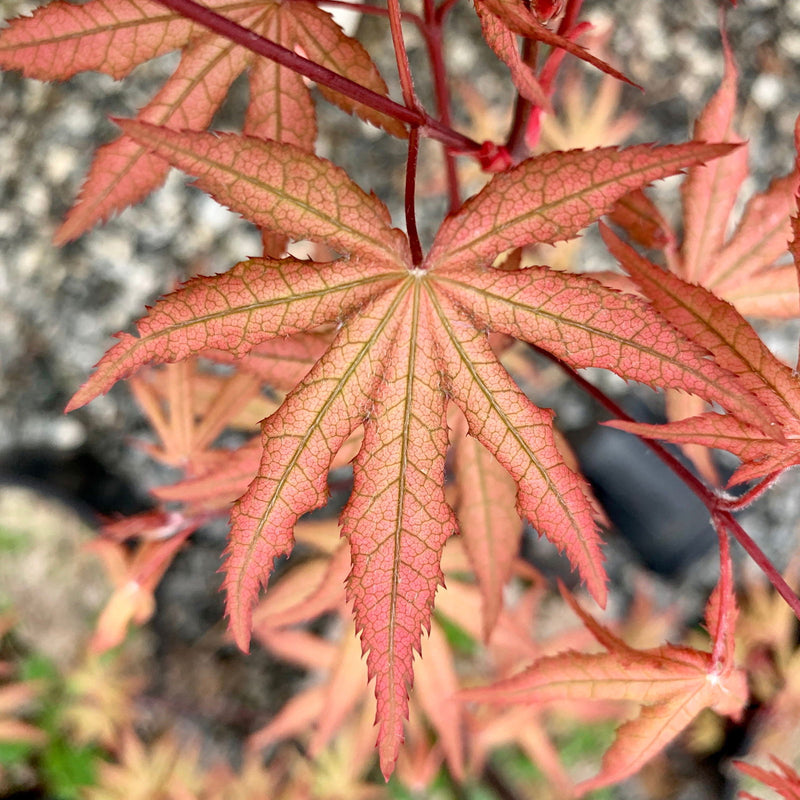 - FOR PICK UP ONLY | Acer palmatum 'Jubilee' Japanese Maple | DOES NOT SHIP - Mr Maple │ Buy Japanese Maple Trees