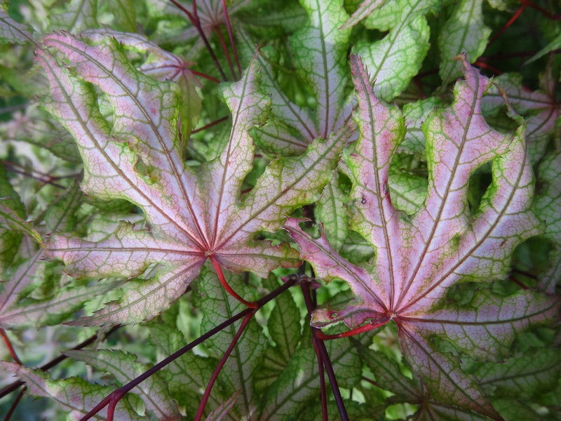 - FOR PICK UP ONLY | Acer palmatum 'Jubilee' Japanese Maple | DOES NOT SHIP - Mr Maple │ Buy Japanese Maple Trees