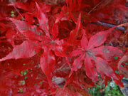 - FOR PICK UP ONLY | Acer palmatum 'Jubilee' Japanese Maple | DOES NOT SHIP - Mr Maple │ Buy Japanese Maple Trees