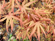 - FOR PICK UP ONLY | Acer palmatum 'Jubilee' Japanese Maple | DOES NOT SHIP - Mr Maple │ Buy Japanese Maple Trees