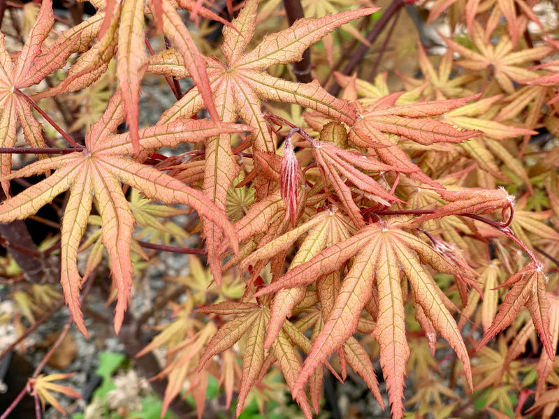 - FOR PICK UP ONLY | Acer palmatum 'Jubilee' Japanese Maple | DOES NOT SHIP - Mr Maple │ Buy Japanese Maple Trees