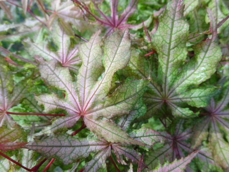 - FOR PICK UP ONLY | Acer palmatum 'Jubilee' Japanese Maple | DOES NOT SHIP - Mr Maple │ Buy Japanese Maple Trees