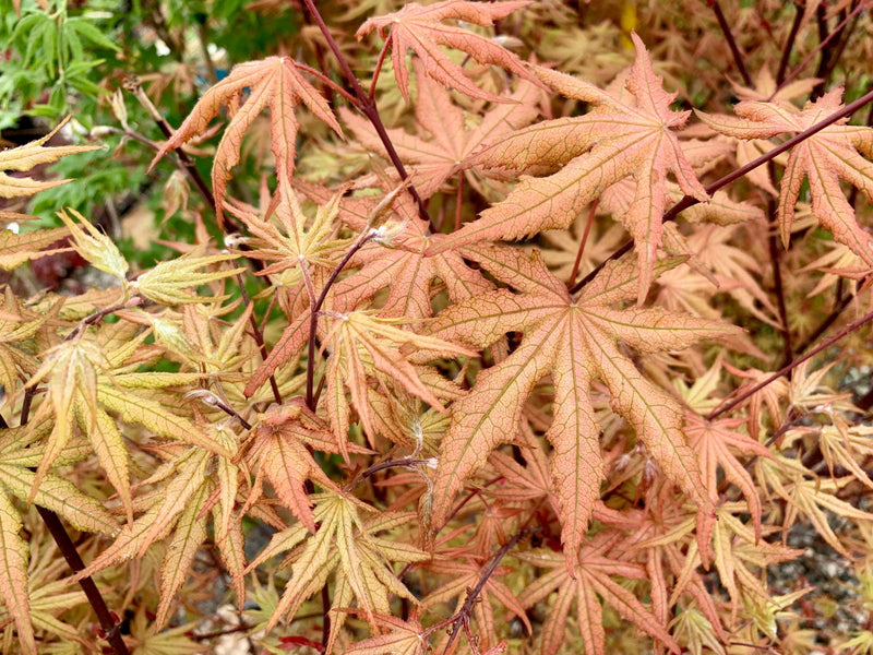 - FOR PICK UP ONLY | Acer palmatum 'Jubilee' Japanese Maple | DOES NOT SHIP - Mr Maple │ Buy Japanese Maple Trees