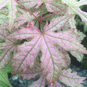 - FOR PICK UP ONLY | Acer palmatum 'Jubilee' Japanese Maple | DOES NOT SHIP - Mr Maple │ Buy Japanese Maple Trees
