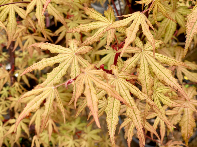 - FOR PICK UP ONLY | Acer palmatum 'Jubilee' Japanese Maple | DOES NOT SHIP - Mr Maple │ Buy Japanese Maple Trees