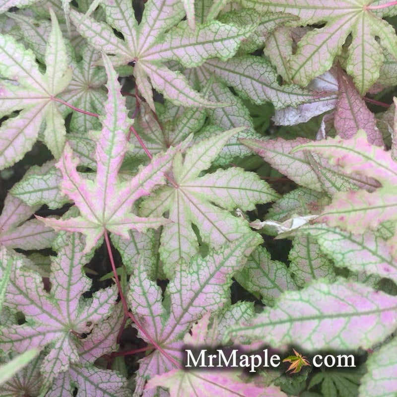 - FOR PICK UP ONLY | Acer palmatum 'Jubilee' Japanese Maple | DOES NOT SHIP - Mr Maple │ Buy Japanese Maple Trees