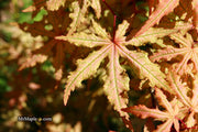 - FOR PICK UP ONLY | Acer palmatum 'Jubilee' Japanese Maple | DOES NOT SHIP - Mr Maple │ Buy Japanese Maple Trees