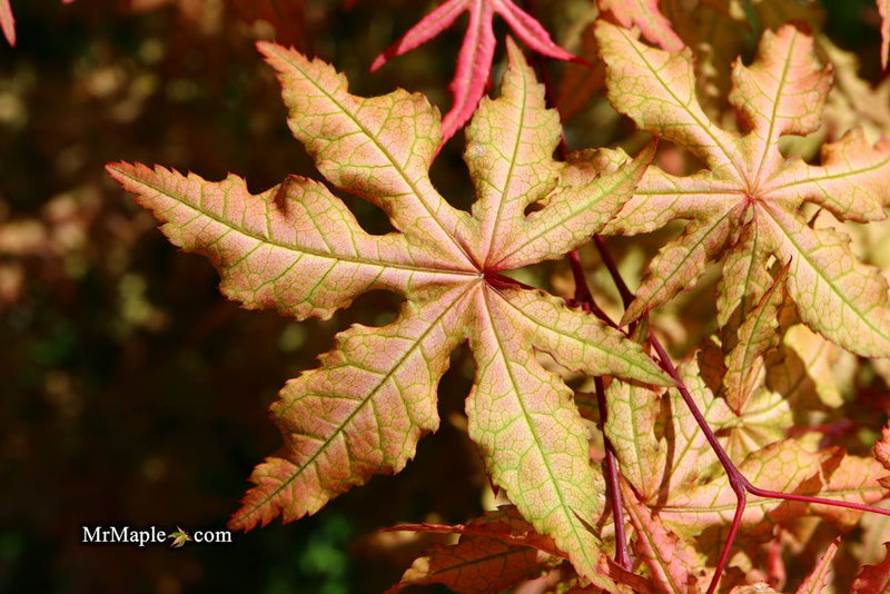 - FOR PICK UP ONLY | Acer palmatum 'Jubilee' Japanese Maple | DOES NOT SHIP - Mr Maple │ Buy Japanese Maple Trees