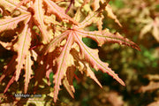 - FOR PICK UP ONLY | Acer palmatum 'Jubilee' Japanese Maple | DOES NOT SHIP - Mr Maple │ Buy Japanese Maple Trees