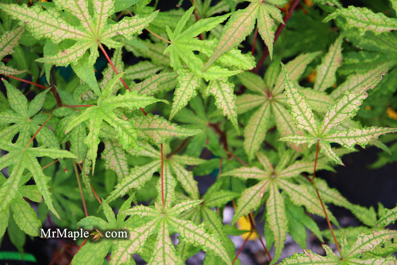 - FOR PICK UP ONLY | Acer palmatum 'Jubilee' Japanese Maple | DOES NOT SHIP - Mr Maple │ Buy Japanese Maple Trees