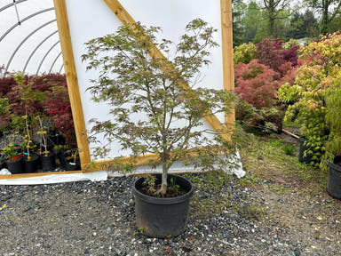 - FOR PICK UP ONLY | Acer palmatum 'Manyo no sato' Japanese Maple | DOES NOT SHIP - Mr Maple │ Buy Japanese Maple Trees