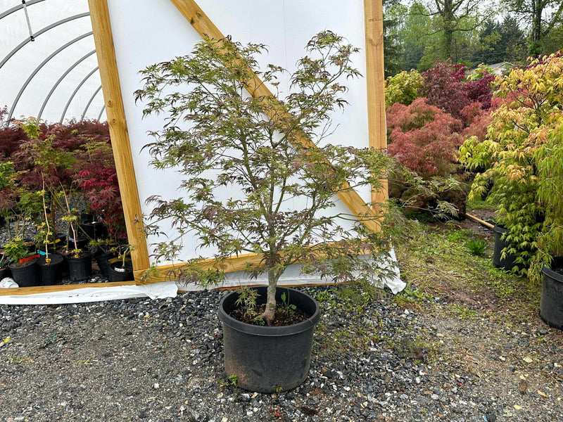 - FOR PICK UP ONLY | Acer palmatum 'Manyo no sato' Japanese Maple | DOES NOT SHIP - Mr Maple │ Buy Japanese Maple Trees