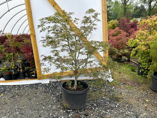 - FOR PICK UP ONLY | Acer palmatum 'Manyo no sato' Japanese Maple | DOES NOT SHIP - Mr Maple │ Buy Japanese Maple Trees