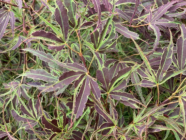 - FOR PICK UP ONLY | Acer palmatum 'Manyo no sato' Japanese Maple | DOES NOT SHIP - Mr Maple │ Buy Japanese Maple Trees