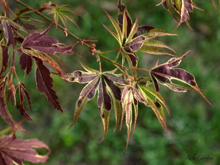 - FOR PICK UP ONLY | Acer palmatum 'Manyo no sato' Japanese Maple | DOES NOT SHIP - Mr Maple │ Buy Japanese Maple Trees