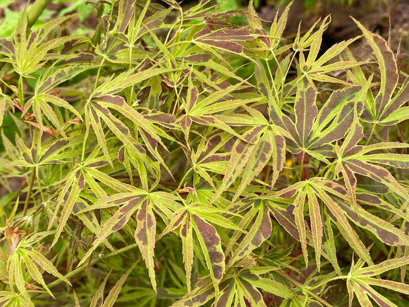 - FOR PICK UP ONLY | Acer palmatum 'Manyo no sato' Japanese Maple | DOES NOT SHIP - Mr Maple │ Buy Japanese Maple Trees