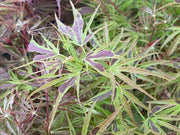 - FOR PICK UP ONLY | Acer palmatum 'Manyo no sato' Japanese Maple | DOES NOT SHIP - Mr Maple │ Buy Japanese Maple Trees