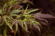- FOR PICK UP ONLY | Acer palmatum 'Manyo no sato' Japanese Maple | DOES NOT SHIP - Mr Maple │ Buy Japanese Maple Trees