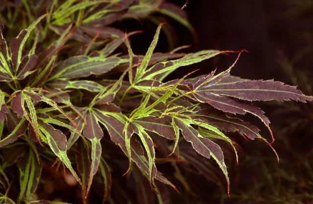 - FOR PICK UP ONLY | Acer palmatum 'Manyo no sato' Japanese Maple | DOES NOT SHIP - Mr Maple │ Buy Japanese Maple Trees