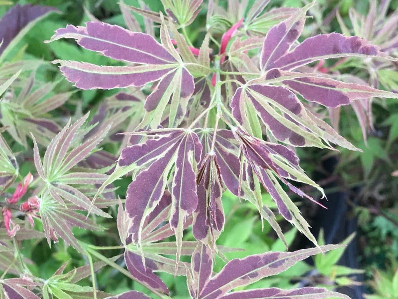 - FOR PICK UP ONLY | Acer palmatum 'Manyo no sato' Japanese Maple | DOES NOT SHIP - Mr Maple │ Buy Japanese Maple Trees