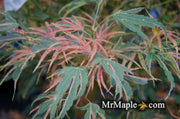 - FOR PICK UP ONLY | Acer palmatum 'Manyo no sato' Japanese Maple | DOES NOT SHIP - Mr Maple │ Buy Japanese Maple Trees