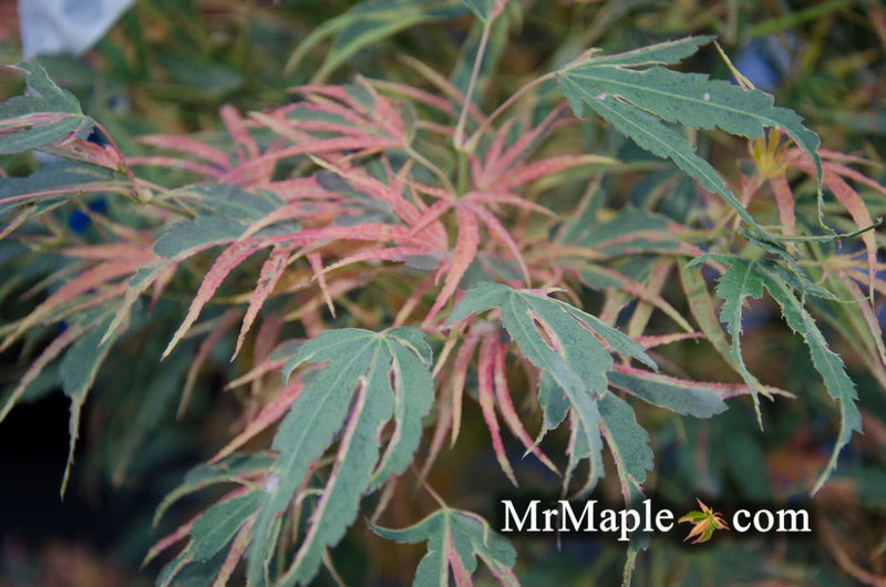 - FOR PICK UP ONLY | Acer palmatum 'Manyo no sato' Japanese Maple | DOES NOT SHIP - Mr Maple │ Buy Japanese Maple Trees