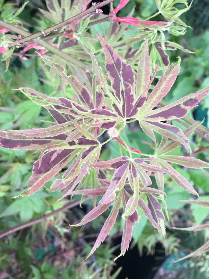 - FOR PICK UP ONLY | Acer palmatum 'Manyo no sato' Japanese Maple | DOES NOT SHIP - Mr Maple │ Buy Japanese Maple Trees