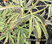- FOR PICK UP ONLY | Acer palmatum 'Manyo no sato' Japanese Maple | DOES NOT SHIP - Mr Maple │ Buy Japanese Maple Trees